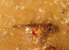 Ichthyosaura alpestris