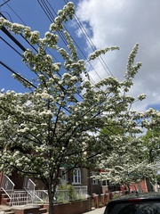 Chionanthus retusus