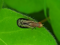 Trypetoptera canadensis