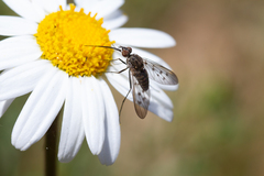 Phthiria antiqua