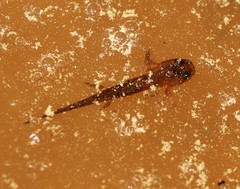 Ichthyosaura alpestris