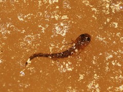 Ichthyosaura alpestris