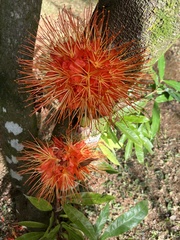 Brownea macrophylla