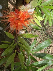 Brownea macrophylla