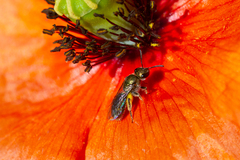 Lasioglossum loetum