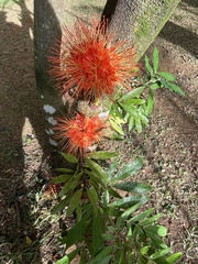 Brownea macrophylla