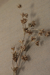 Juncus acutiflorus