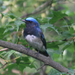 Blue-and-white Flycatcher - Photo (c) colinmorita, some rights reserved (CC BY-NC)