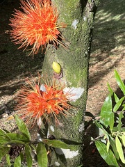 Brownea macrophylla