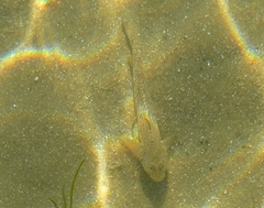 Favonigobius lateralis