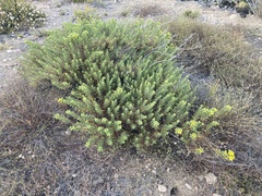 Deinandra greeneana peninsularis