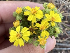 Deinandra greeneana peninsularis