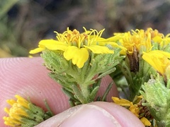 Deinandra greeneana peninsularis