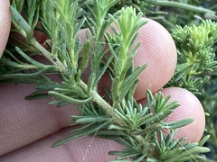 Deinandra greeneana peninsularis