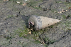 Telescopium telescopium