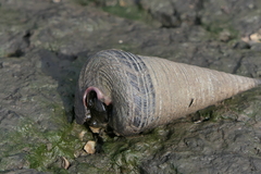 Telescopium telescopium