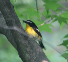 Ficedula zanthopygia