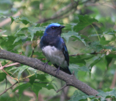Cyanoptila cyanomelana
