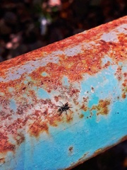 Latonigena