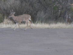 Odocoileus virginianus carminis