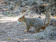 Sciurus niger limitis