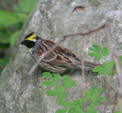 Emberiza elegans