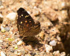 Anthanassa atronia