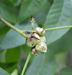 Phylloxera texana