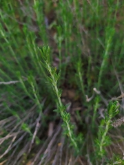 Micromeria