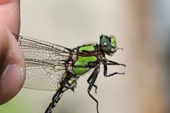 Ophiogomphus carolus