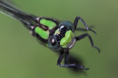 Ophiogomphus carolus