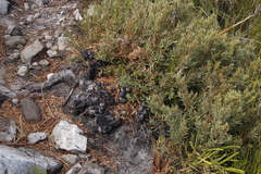 Grubbia tomentosa