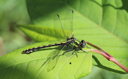 Riffle Snaketail photographed in New York