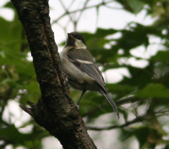 Parus minor