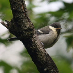 Parus minor