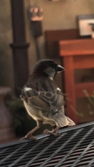 Passer domesticus