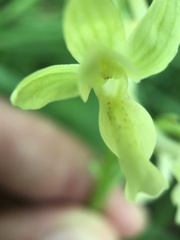 Orchis provincialis