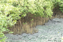 Avicennia marina