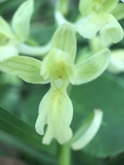 Orchis provincialis