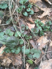 Glechoma hederacea