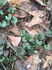 Glechoma hederacea