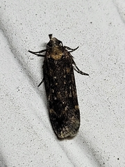 Chionodes trichostola