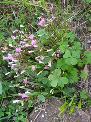 Oxalis