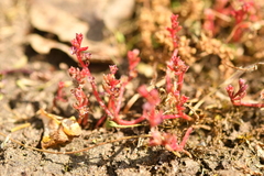 Crassula vaillantii