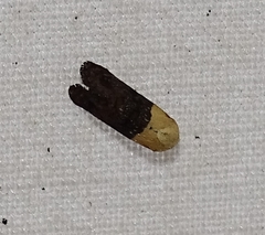 Eugnosta erigeronana