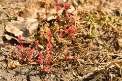 Crassula vaillantii