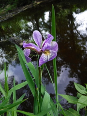 Iris versicolor