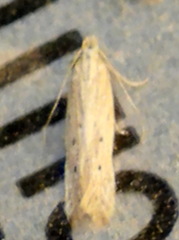Isophrictis trimaculella