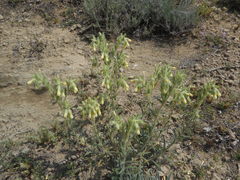 Onosma pseudoarenaria