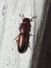 Aulonium tuberculatum